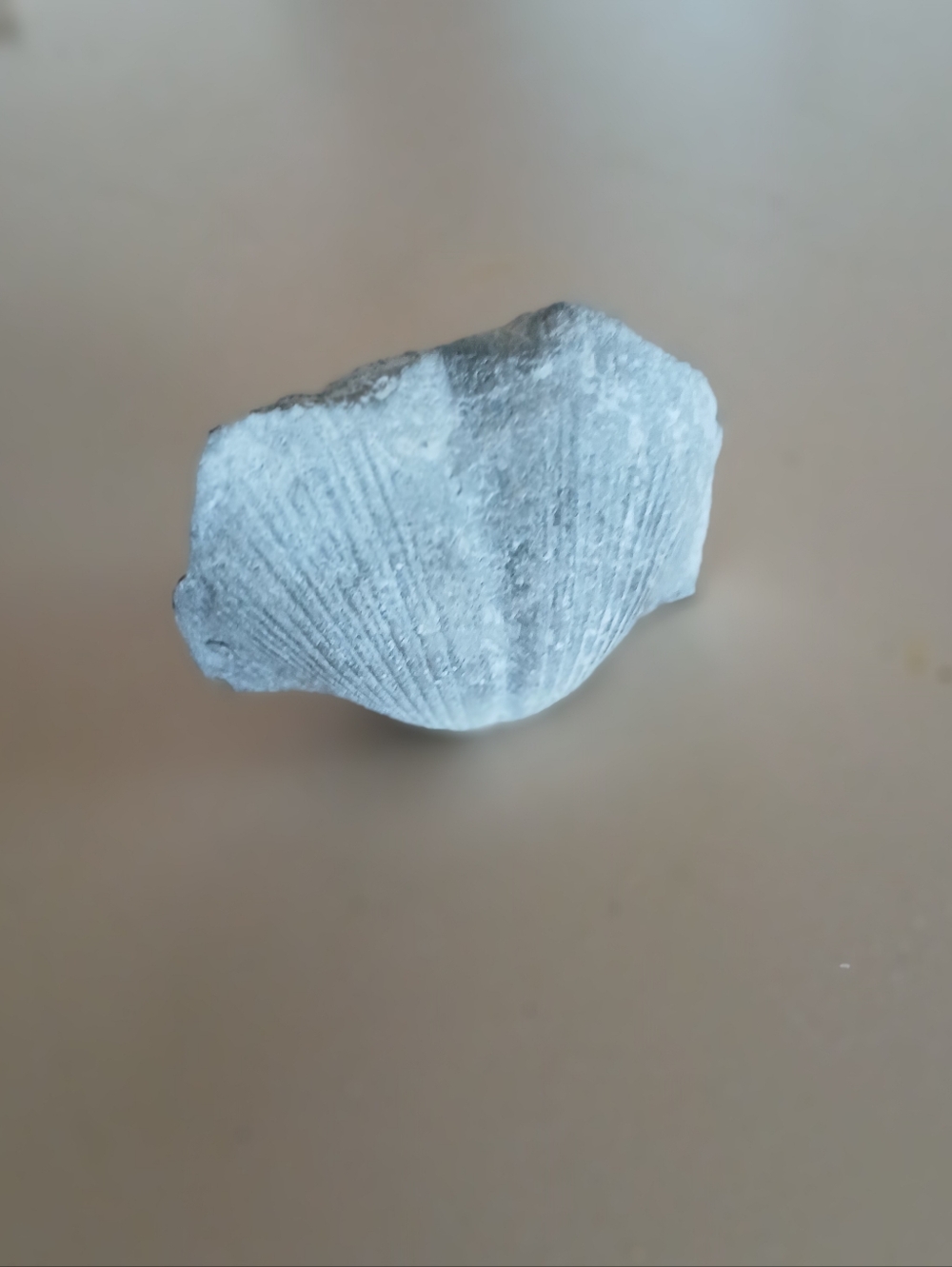 Fossil Collection - Picture 8 of 16
